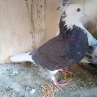 یه جفت کفتر ارزنده