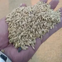 جو ایرانی