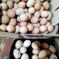تخم مرغ خونگی