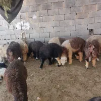 فروش بره