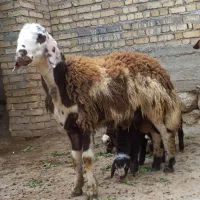 بره قوچ پلنگی