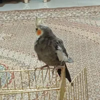 عروس هلندی نر