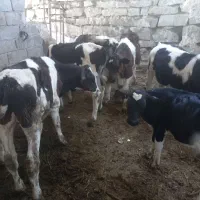 گوساله نر