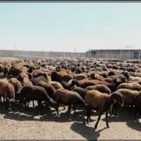 دامداری، دام سبک