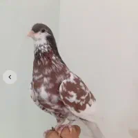 سینه باختی