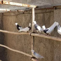 طوقی|پرنده|شراء, |دیوار