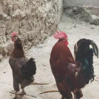 مرغ و خروس
