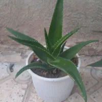 گلهای طبیعی ابهر