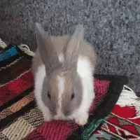 خرگوش