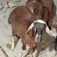 بره نر