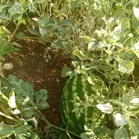 هندوانه خط دار گرد درجه یک