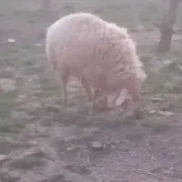 اهر