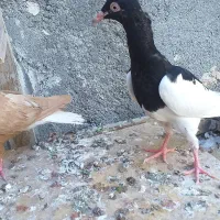 جوجه یهودی