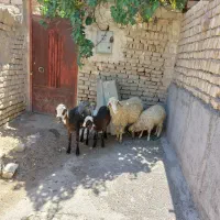 حیوانات مزرعه