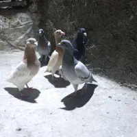 بزرگه ،جوجه