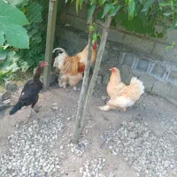 مرغ و خروس برهما
