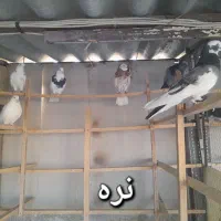 کبوتر مایه  -ممنون میشم توضیحات را بخوانید
