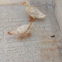 اردک وجوجه
