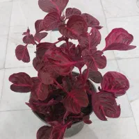 گل اشلانتوس قاشقی.سبز.طلایی.لب ماتیکی.