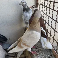 ۹ عدد صید نر و ماده قاطی