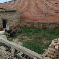 بوقلمون ماده تخم گذار