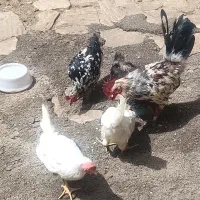 گلین