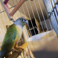 عروس هلندی نر +گرینچیک اهلی