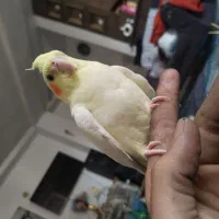 جوجه عروس هلندی نر