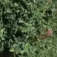 یونجه خالص فقط برگ‌خالص