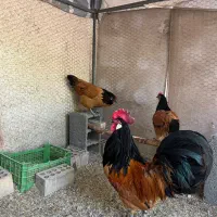 جوجه برهما بلک متلد و ویاندوت و ورورک