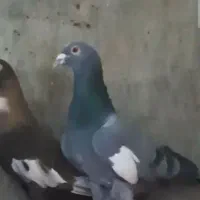 ۳تا سرک شهری