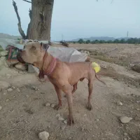 سگ پیدبل دهن پاک