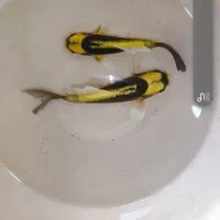 کوی باله شیری یا مایان