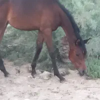 کره مادیون عرب دو سر زیبایی فوق استثنایی