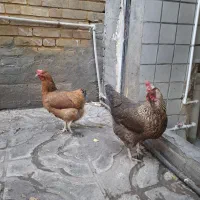 مرغ تخمگذار