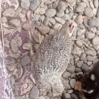 جوجه گلپایگان دو ماهه