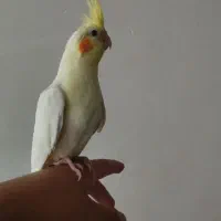 جوجه عروس هلندی رام