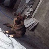 سگ ژرمن باهوش