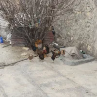 4عدد مرغ فروشی