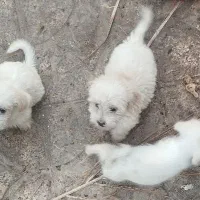 توله سگ شیتزو