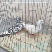 کفتر