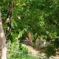 باغ و باغچه روستای مسکون محله‌مومیچ
