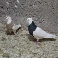 طوق