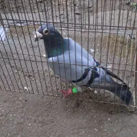 کبوتر|پرنده|مشهد, پایگاه شکاری|دیوار