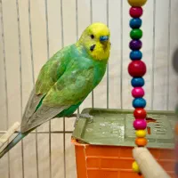جفت مرغ عشق سوپر رینبو(با قفس)