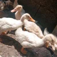 اردک محلی