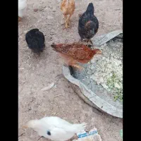 بوقلمون وجوجه
