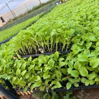 نشا۷|گل و گیاه طبیعی|شیراز, دباغ خانه|دیوار