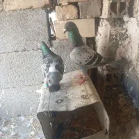 سبز پولکی نر ماده