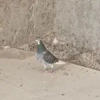 کبوتر عربستان